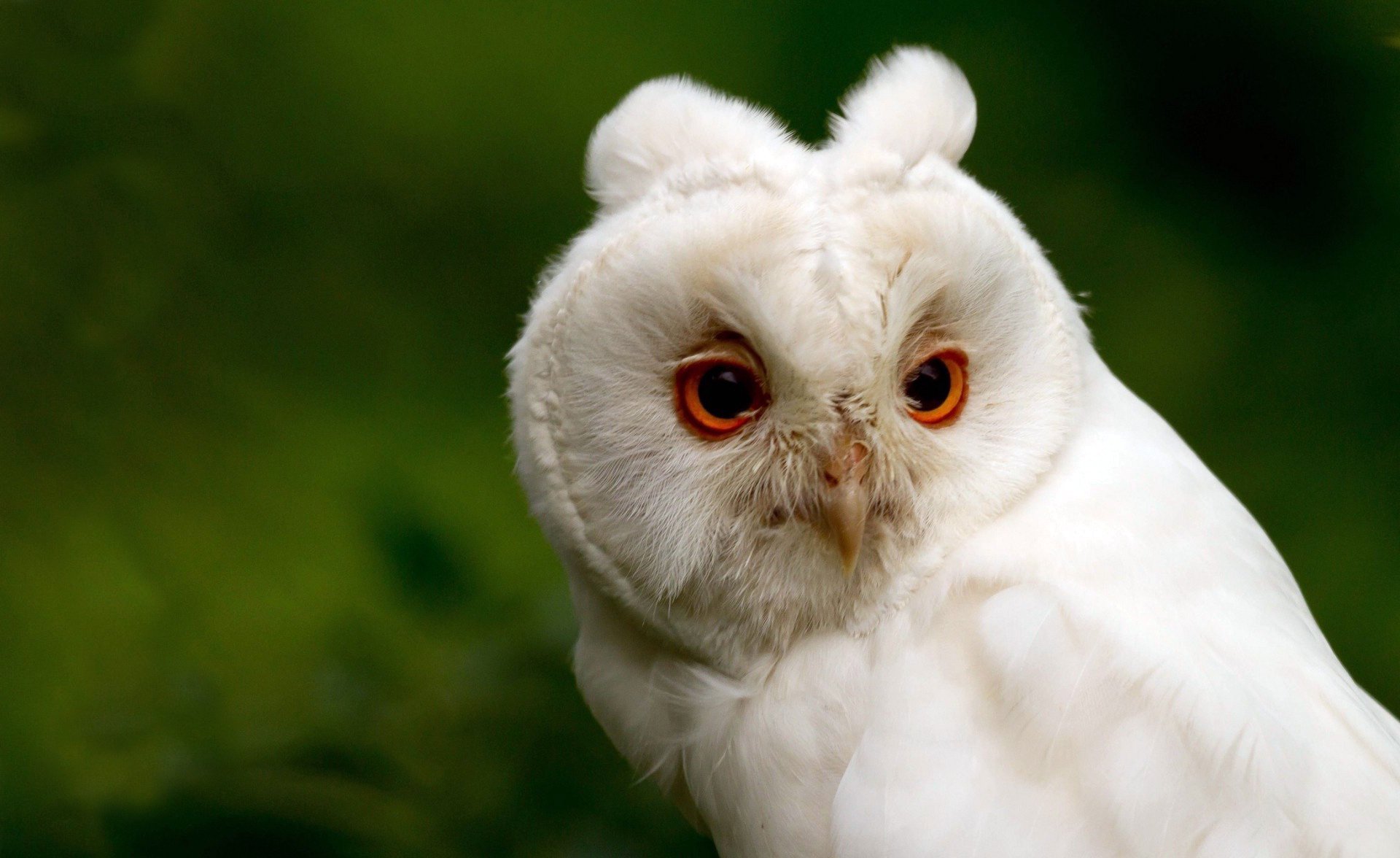 hibou vert tête blanc yeux bec fond