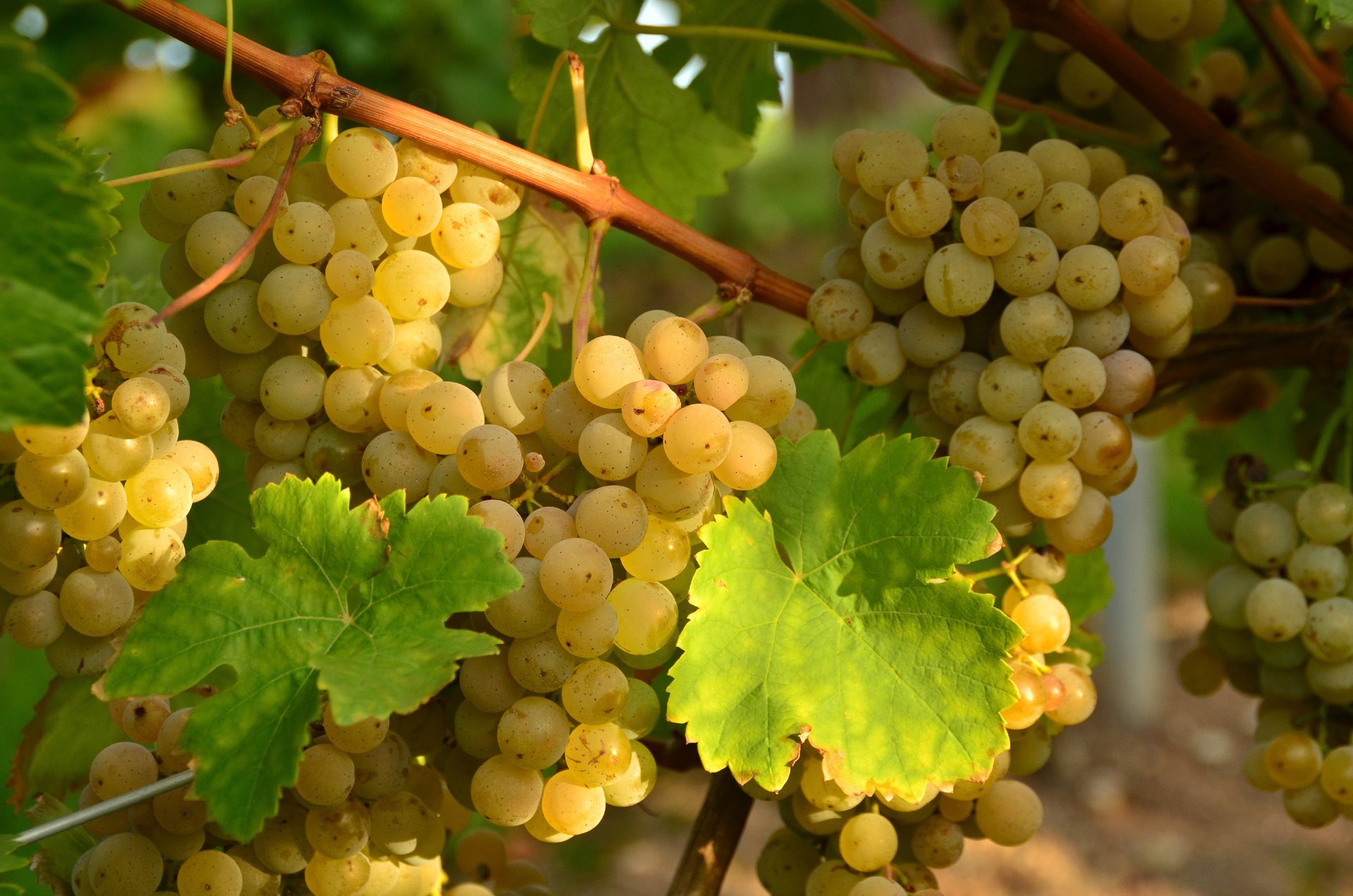 raisins feuilles grappes blanc vigne