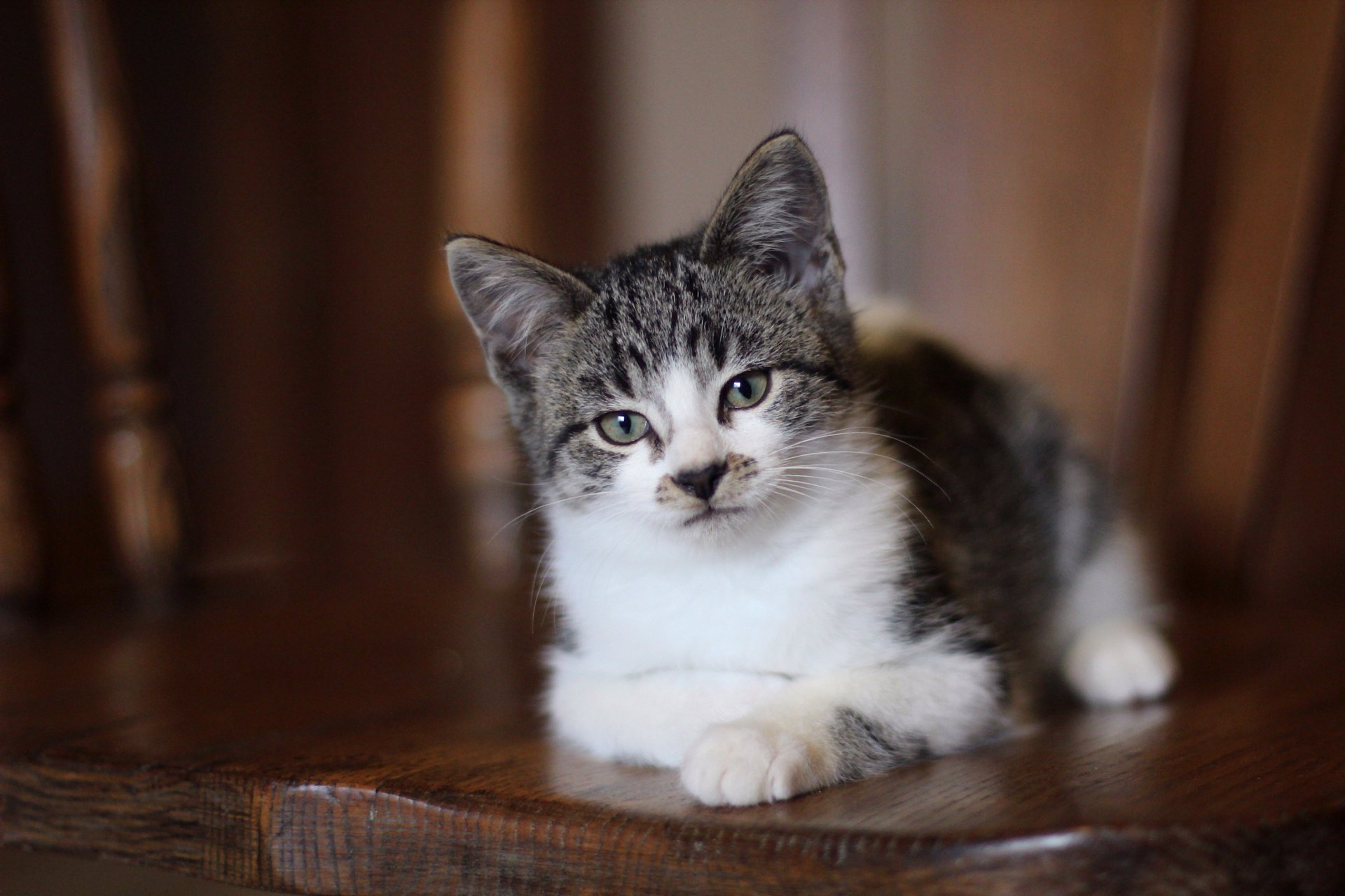 gatto gattino sguardo occhi grigi si trova