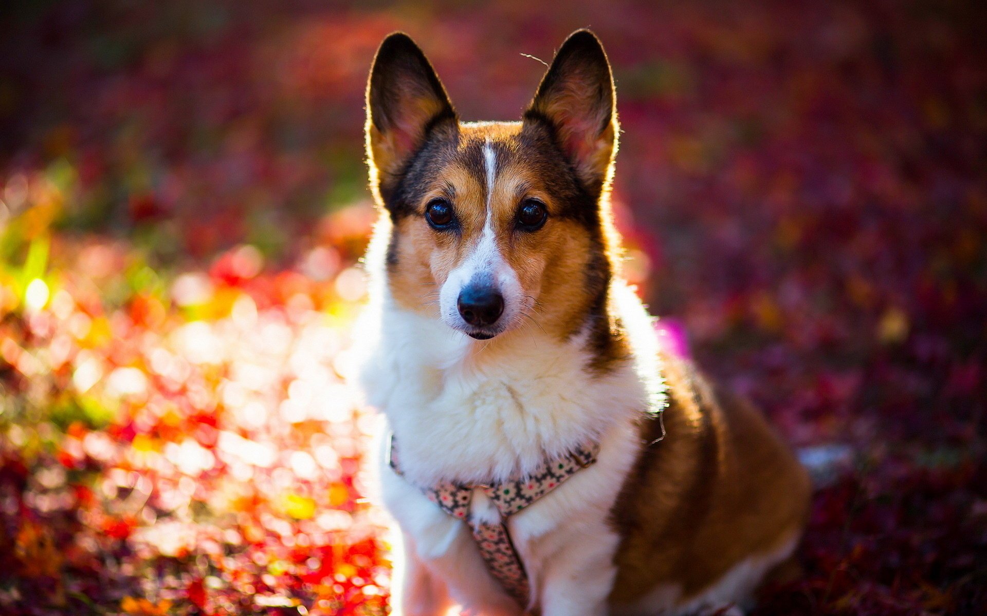 perro mirada amigo