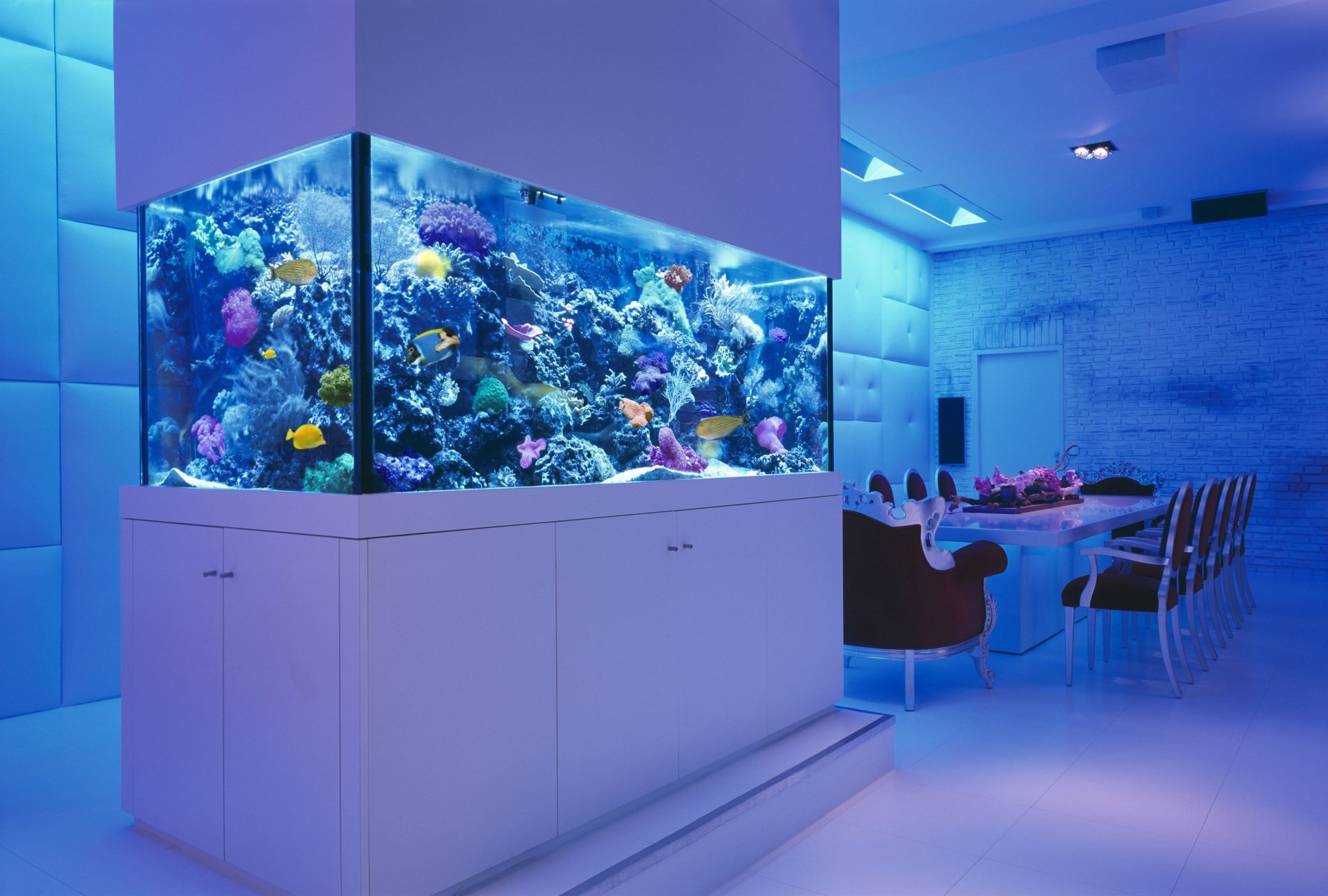 innenraum zimmer tisch stühle marine aquarium fische korallen schrank