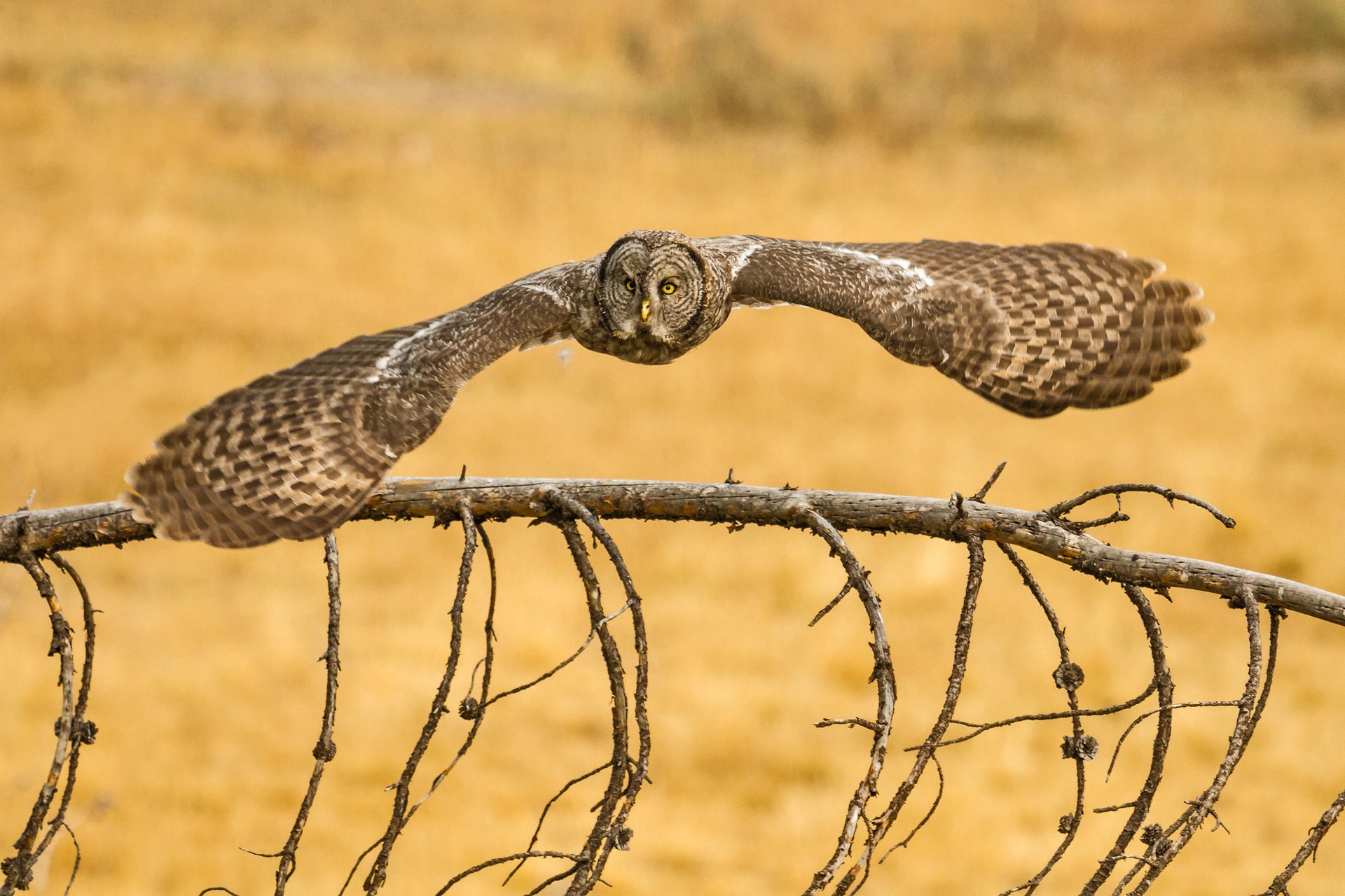 lapland owl great grey owl barbu hibou oiseau