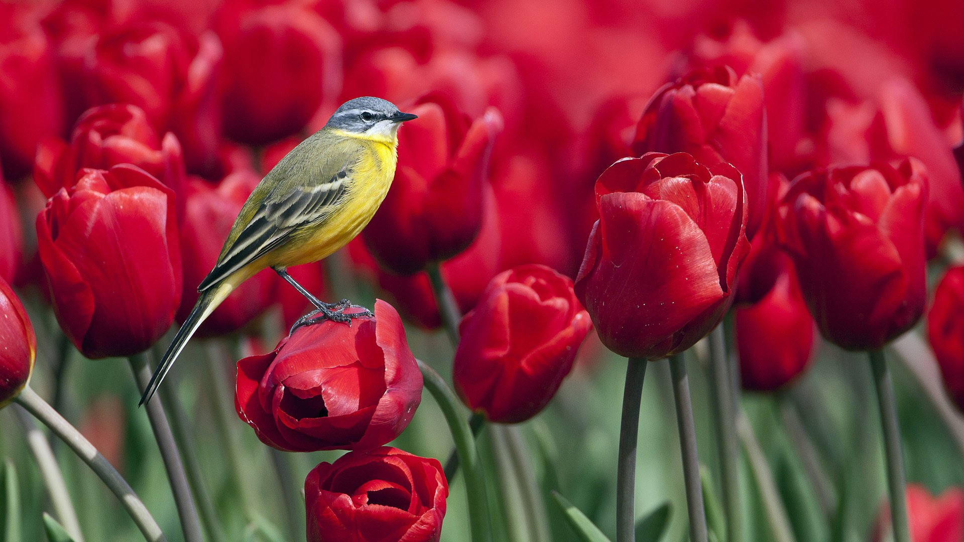 flores pajarito tulipanes