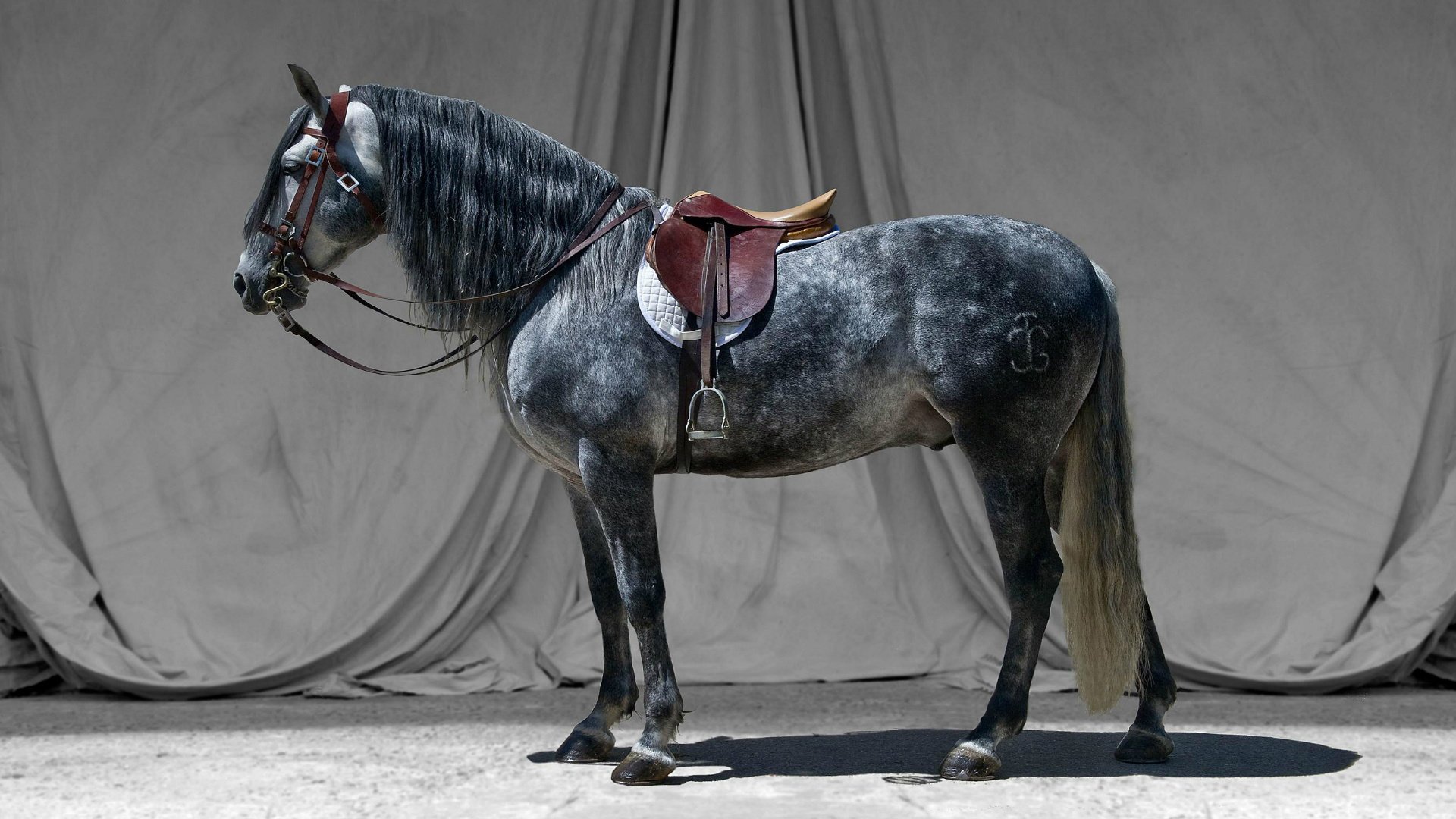 bride cheval selle gris étalon