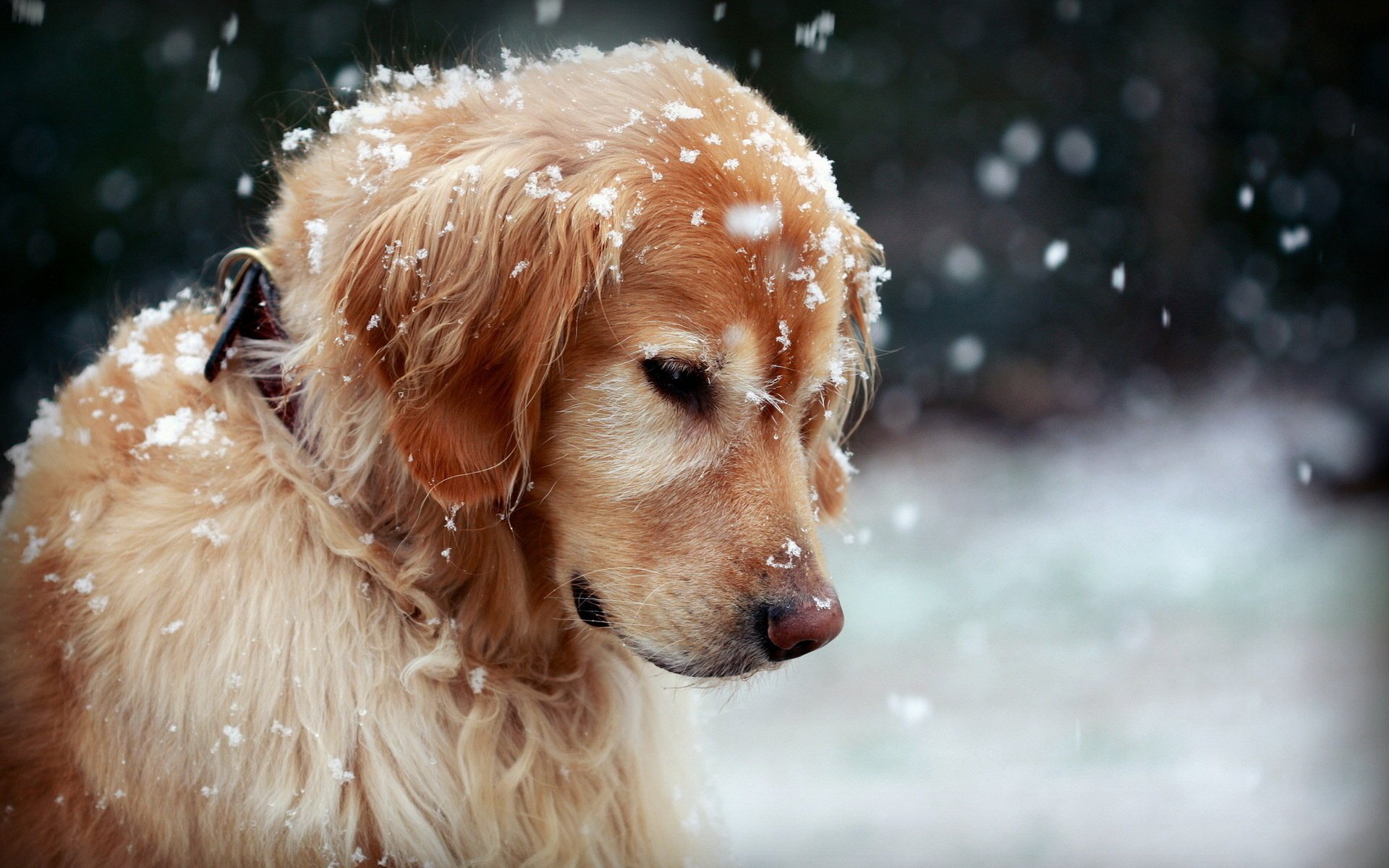 cane neve inverno