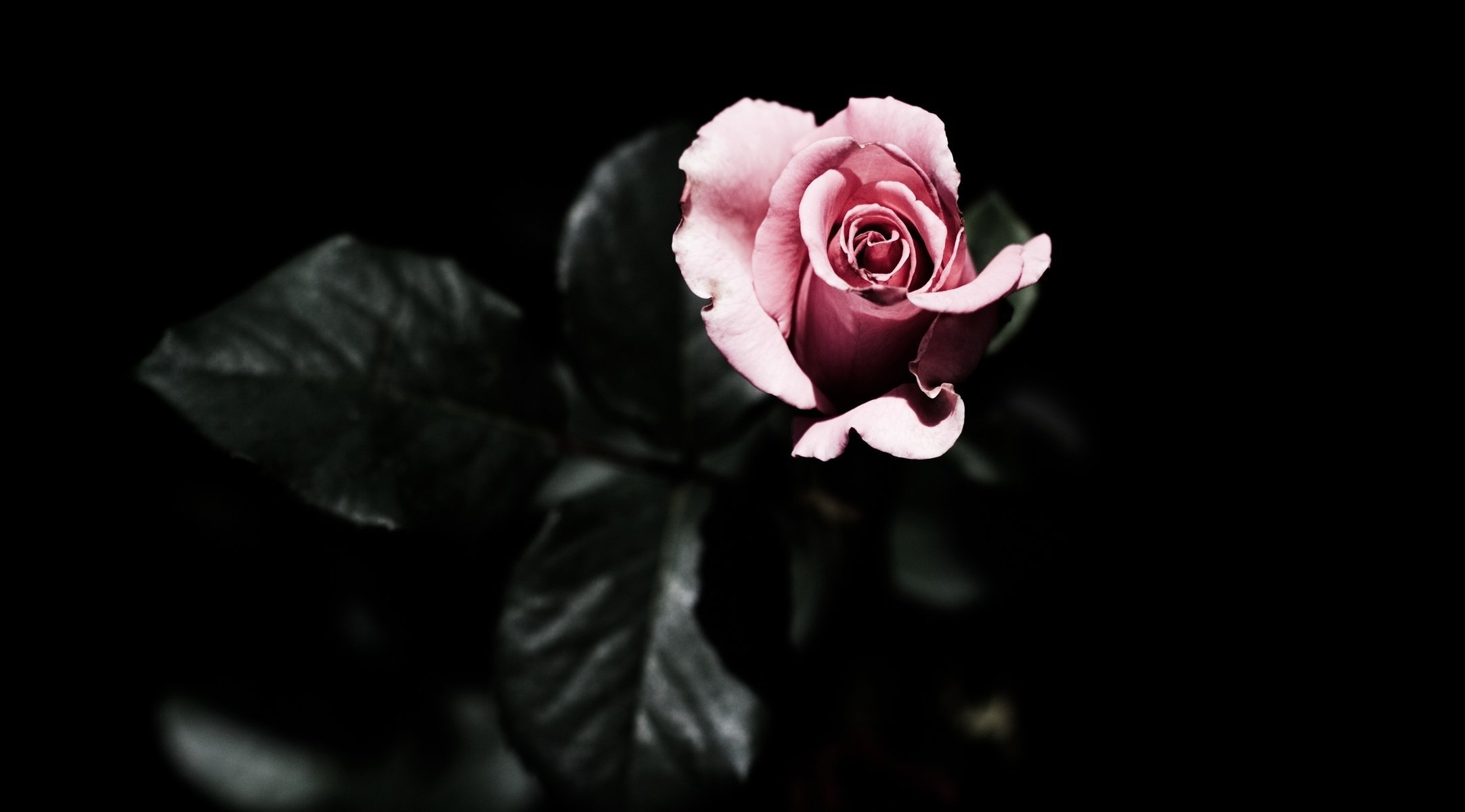 rose black background