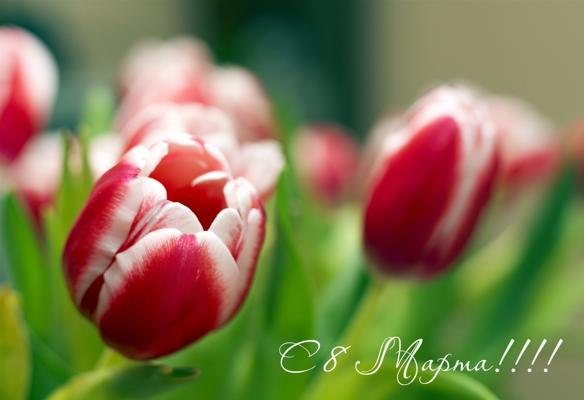 chers femmes 8 mars avec tous fleurs tulipes