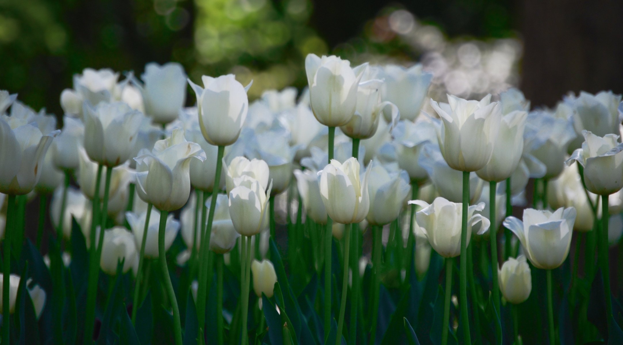 blanc fleurs tulipes beaucoup