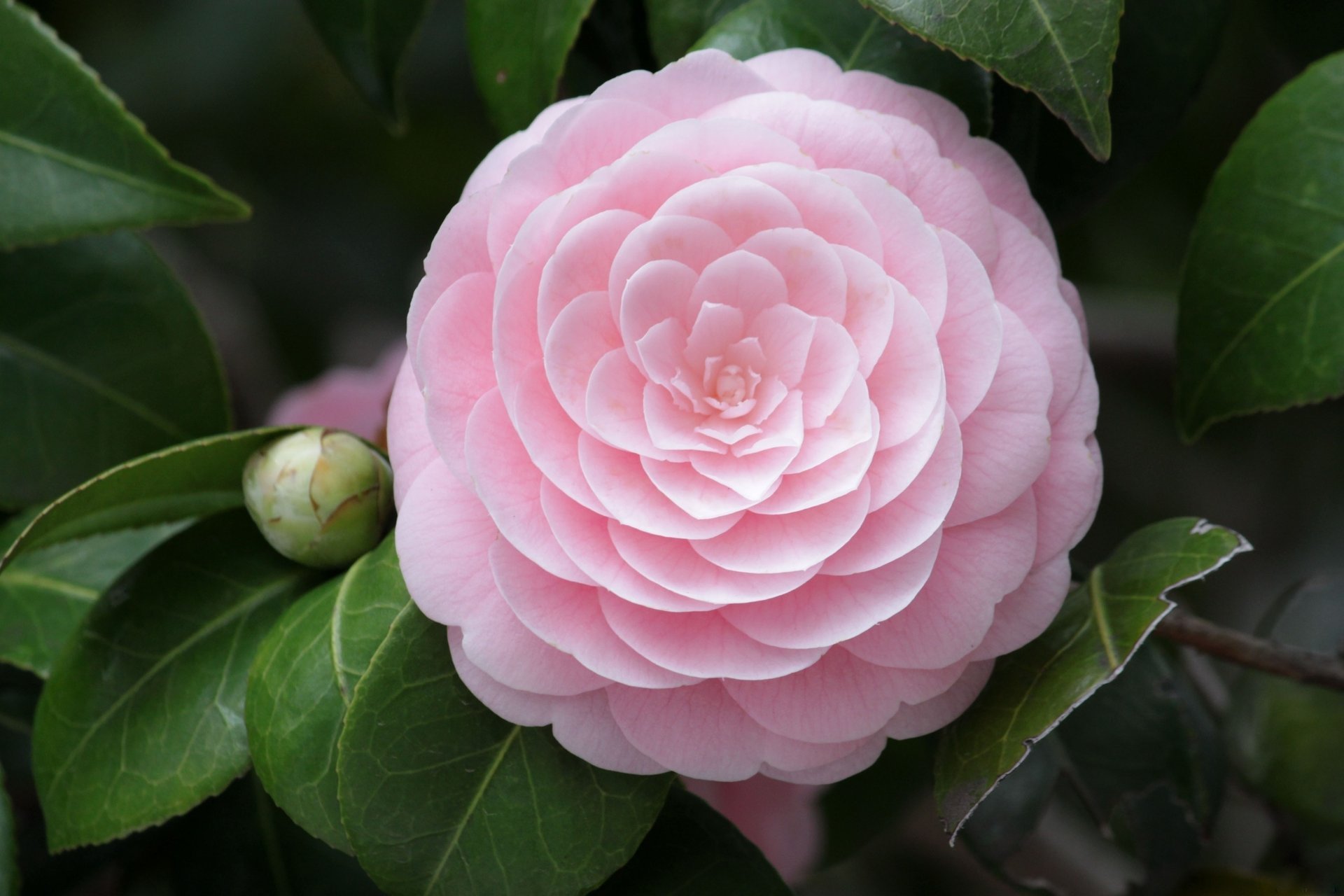 fiore petali rosa macro camelia