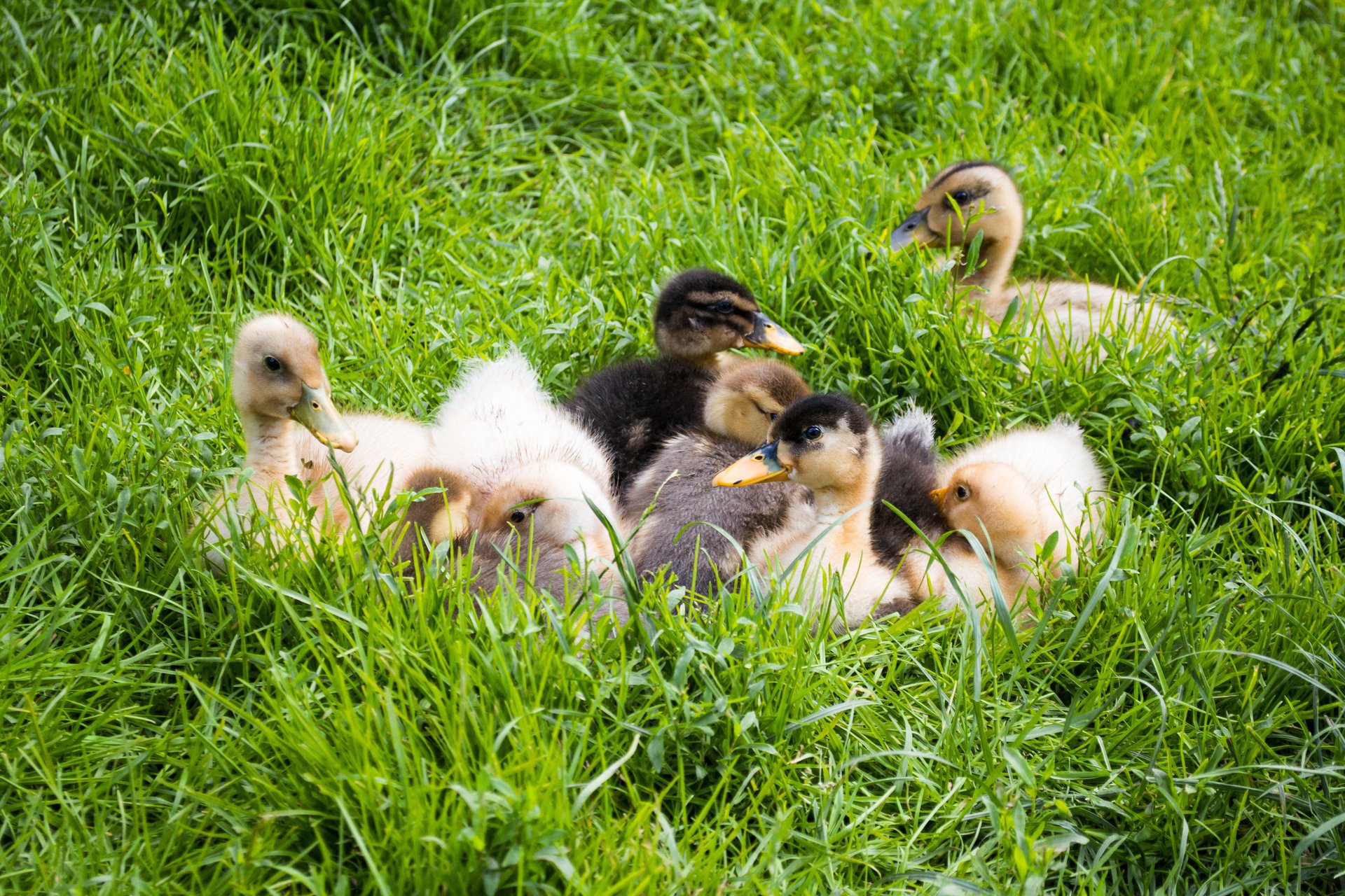 verdure animaux vue savon canards cubs