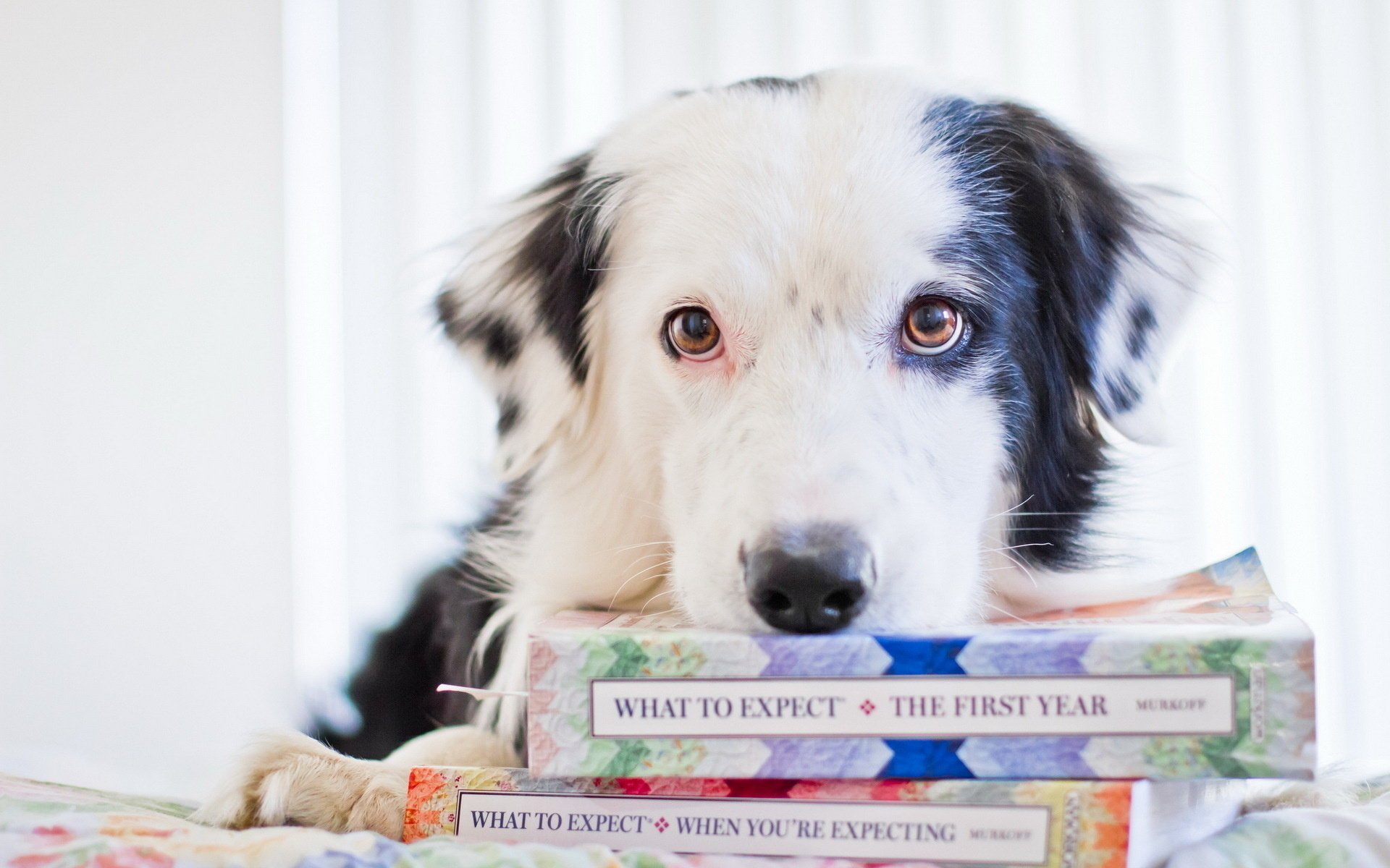 cane libri vista