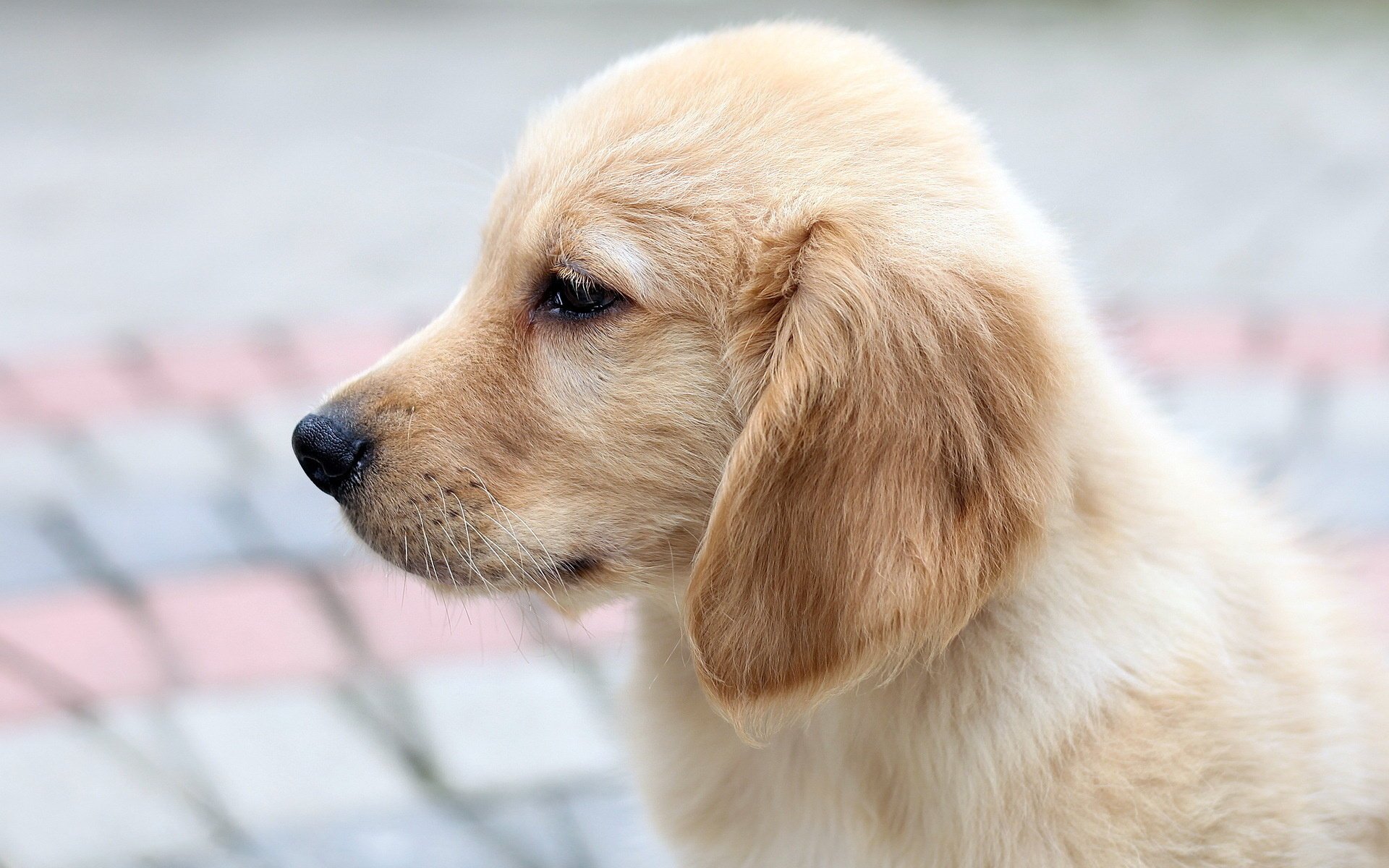 chien retriever chiot