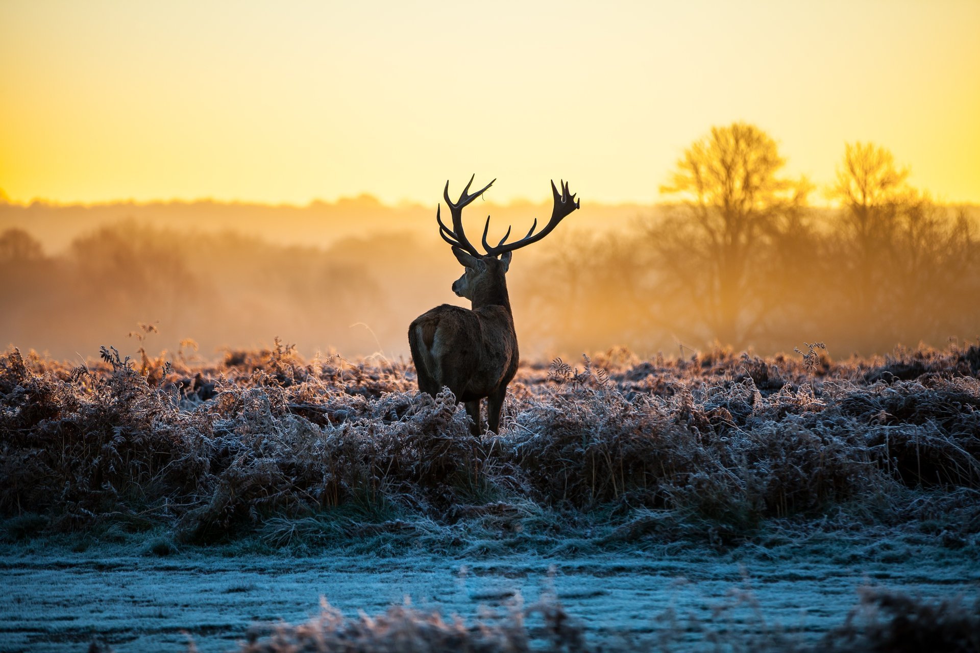 herbe givre cerf nature aube