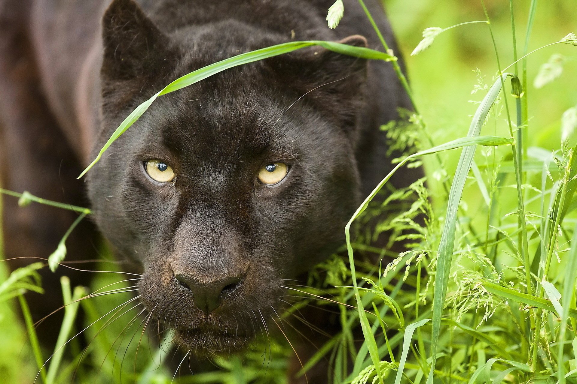 léopard panthera moustache vue léopard panthère prédateur museau