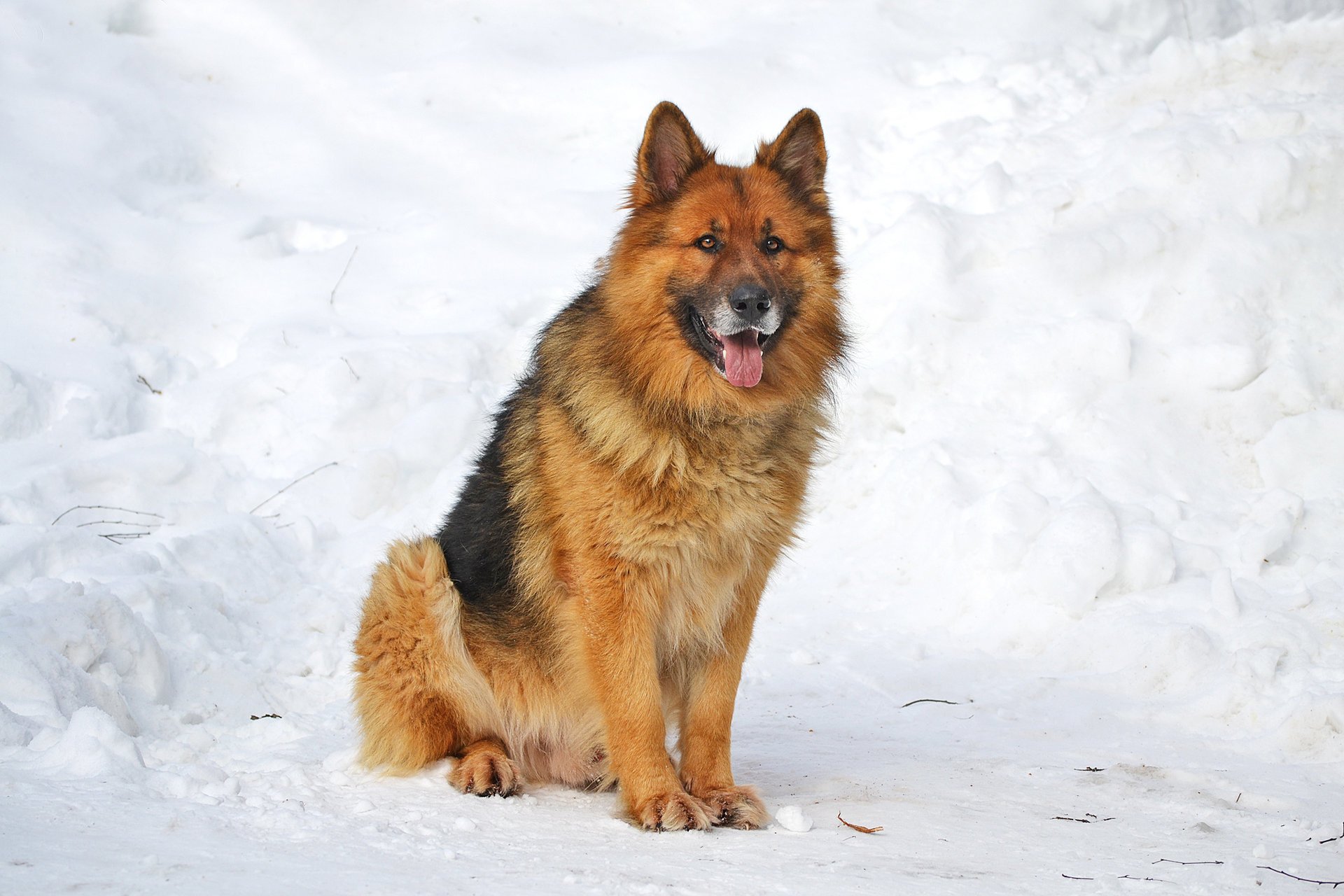 hund sherhan deutscher schäferhund