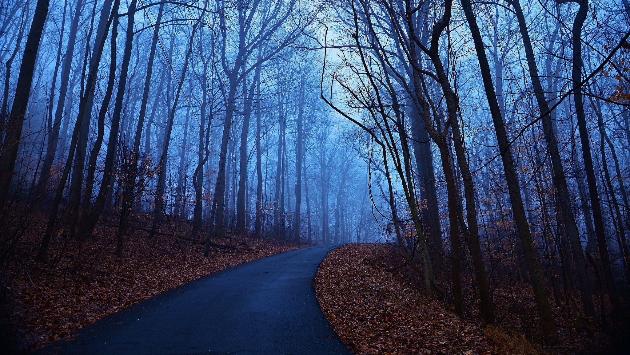 bosque azul mañana otoño árboles amanecer niebla hojas