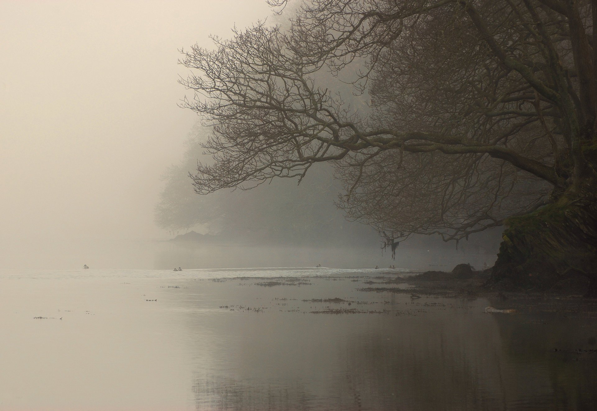 niebla orilla ramas árbol río