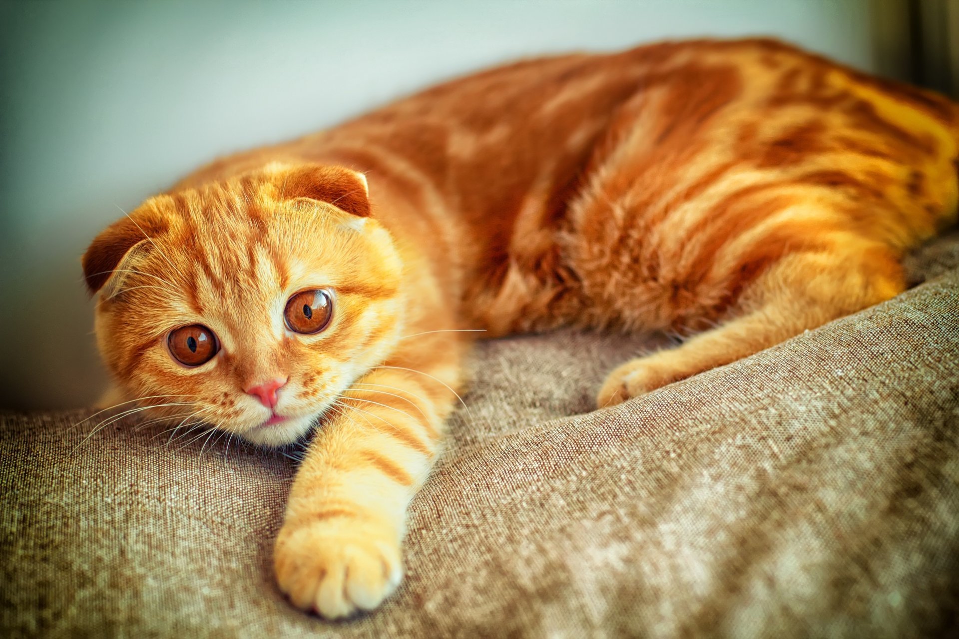 kot scottish fold łapa gra rudy spojrzenie portret