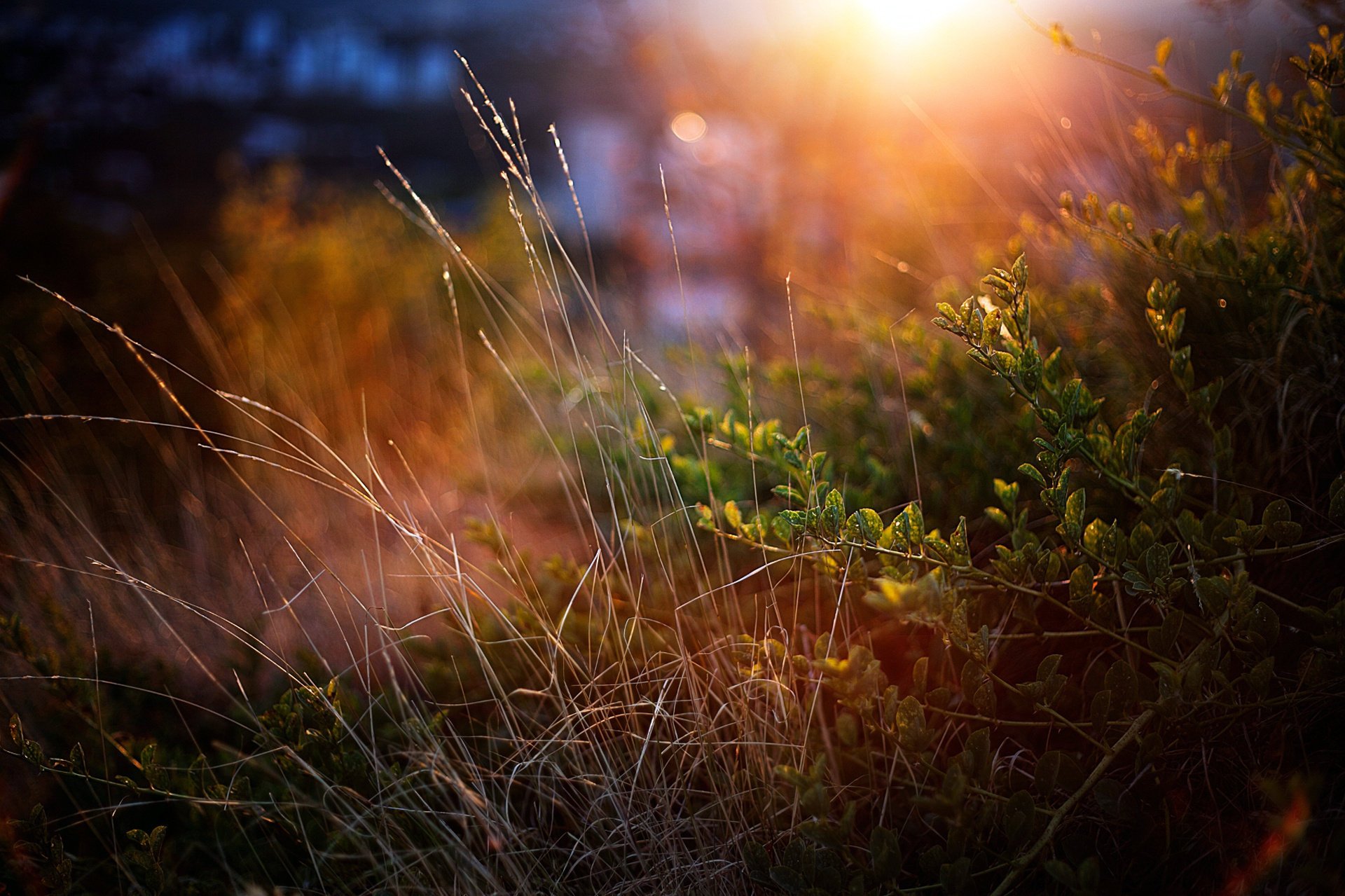 erba verde tramonto cespugli macro