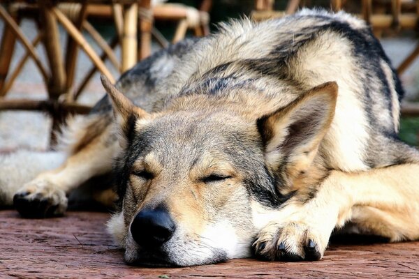 A tired dog sleeps, rest and tired paws