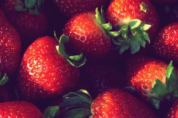 Red strawberries in the shade and in the sun