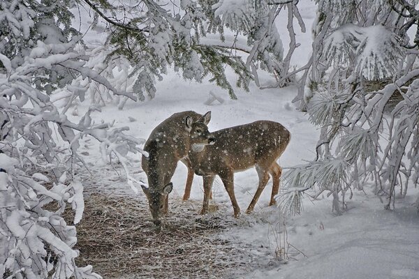 Deer in winter in the snow