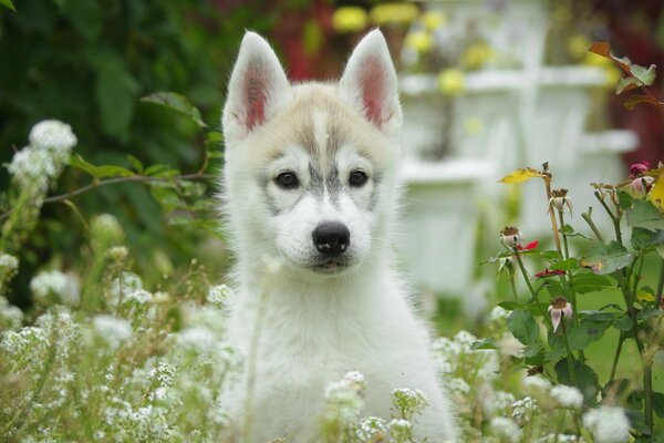 A beautiful puppy among various flowers and plants