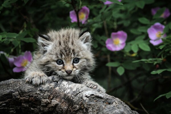 Un chaton tient ses griffes sur un arbre noueux sur un fond d églantier en fleurs