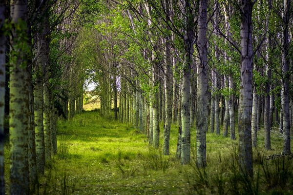 Bäume im Sommer in der Natur des Waldes