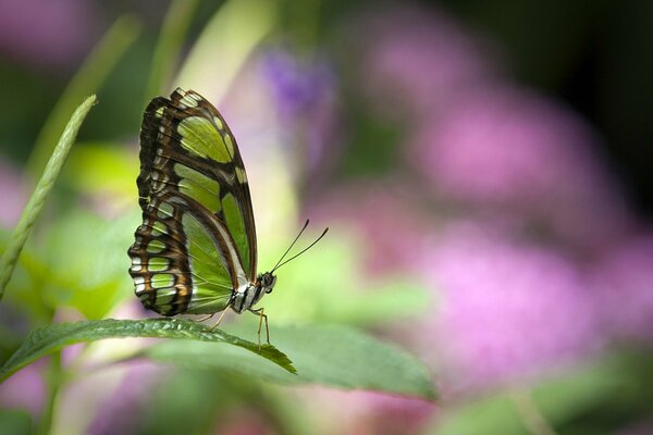 Ein schöner Schmetterling sitzt auf einem grünen Blatt