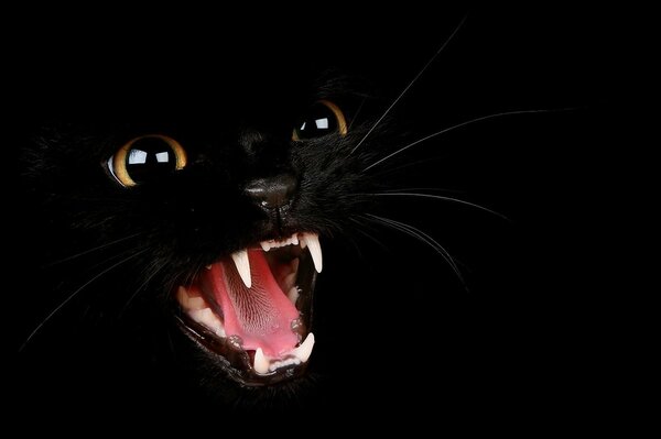 Black cat on a black background