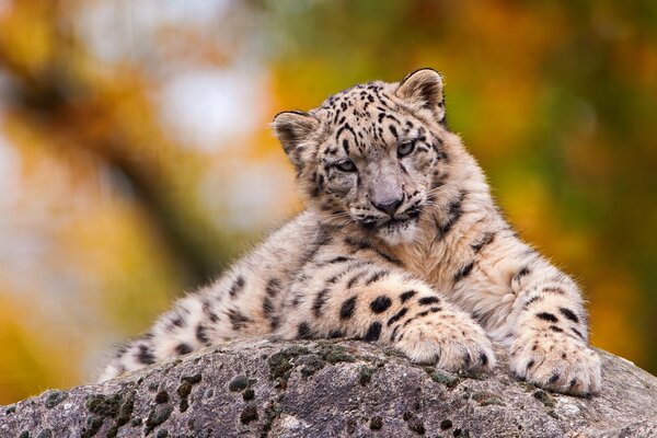 Leopardo de las Nieves acostado con las patas delanteras extendidas