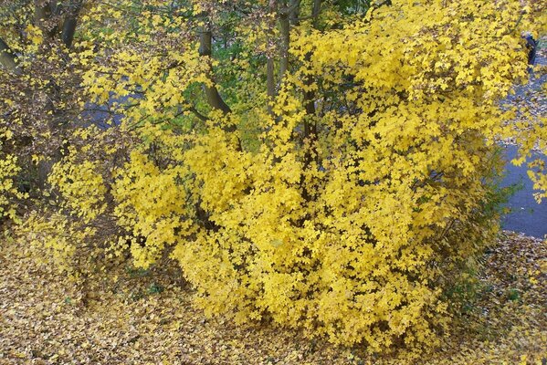 Herbst. gelber Baum auf der Straße