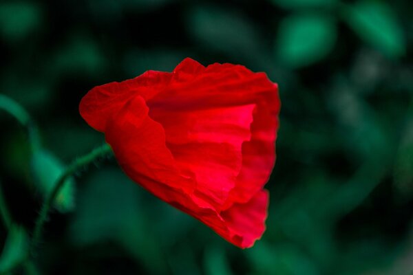 Blooming poppy on the background of green grass