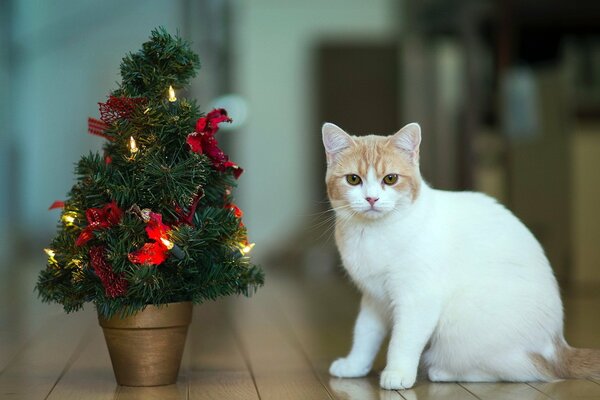 The cat is sitting on the floor next to a decorative Christmas tree