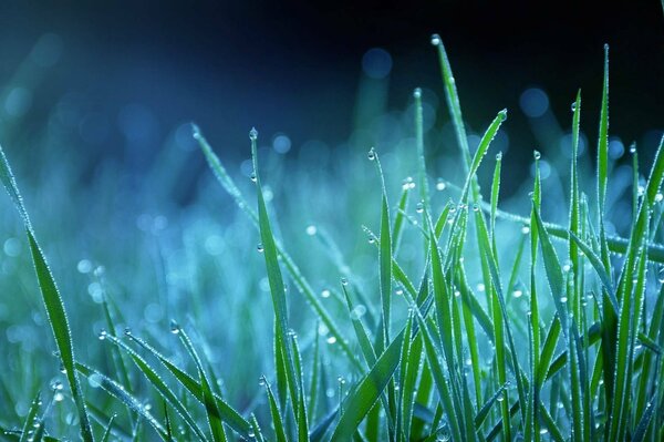 Hierba verde con rocío en la noche