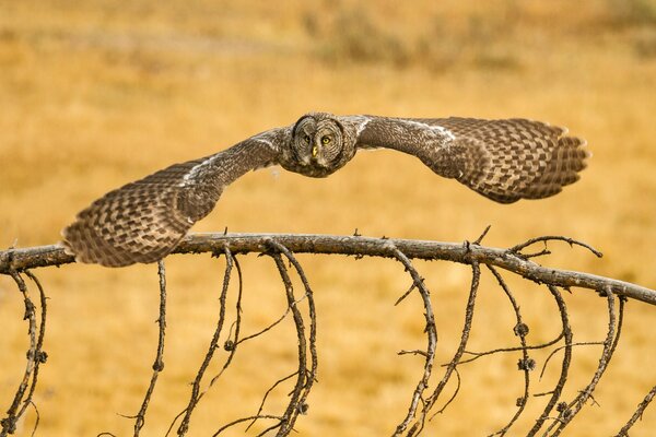 Búho en vuelo sobre el Suelo