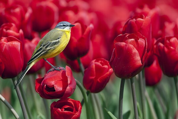 Pájaro volando en un tulipán