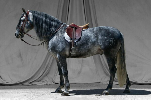 Semental negro con silla de montar sobre fondo gris