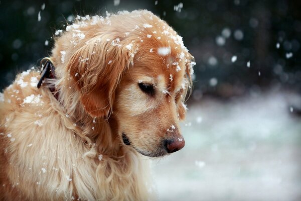 Golden retriever watches on falling snowflakes