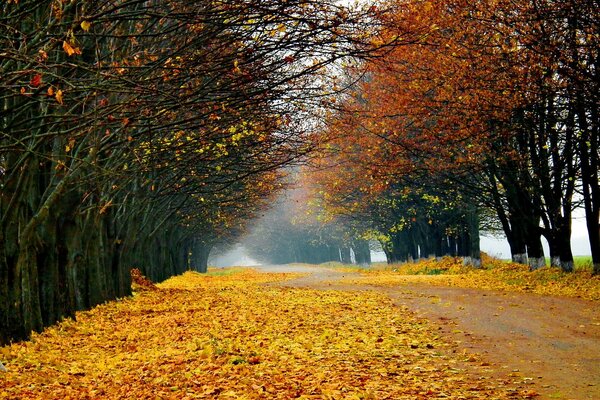 Paisaje del bosque de otoño