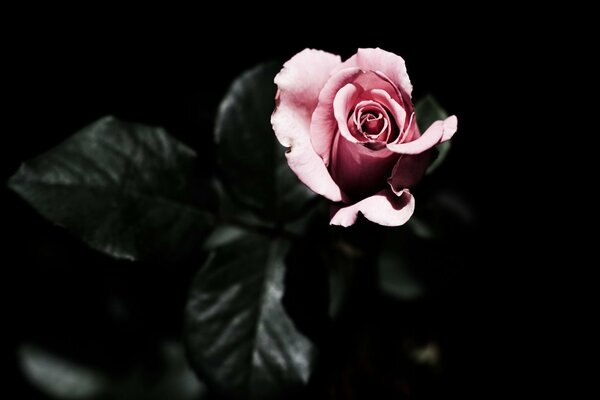 Pink rose on a dark background