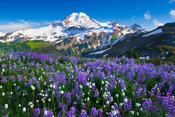 Blue flowers on a mountain plain