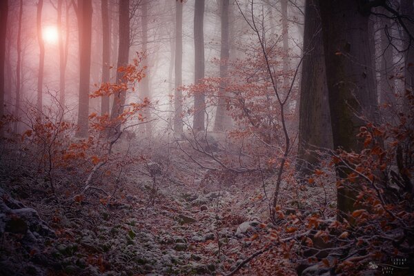 Misty twilight in the forest at sunset