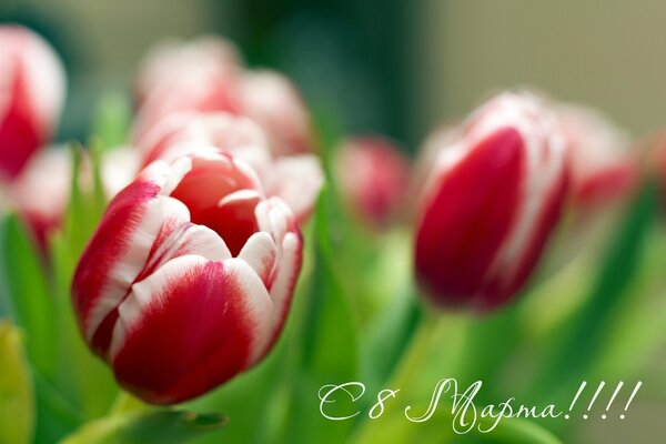 Greeting card for March 8 with tulips