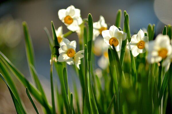 Le soleil est Éternel avec des fleurs de jonquilles et des feuilles