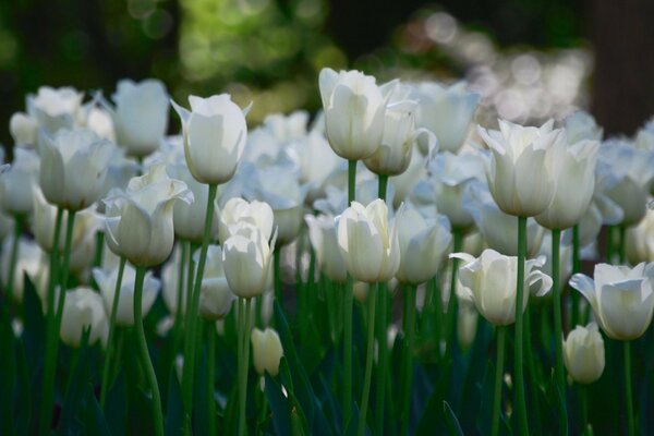 Viele weiße Tulpenblüten