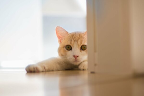 A white-red cat lies on the floor and looks out from around the corner