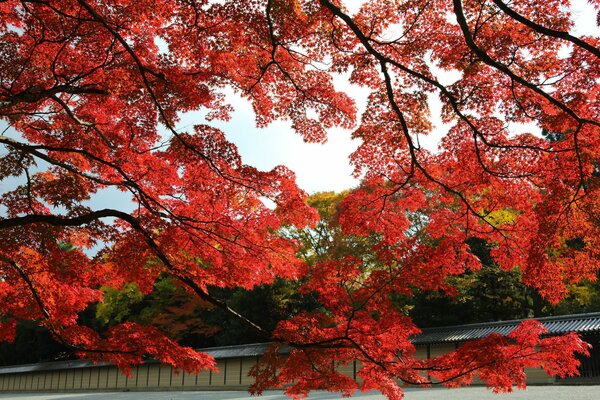Красный клен осенью в Японии