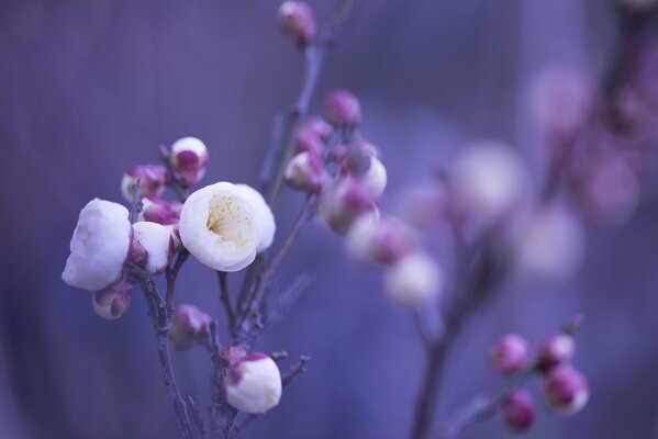 Beautiful white flowers with pink petals